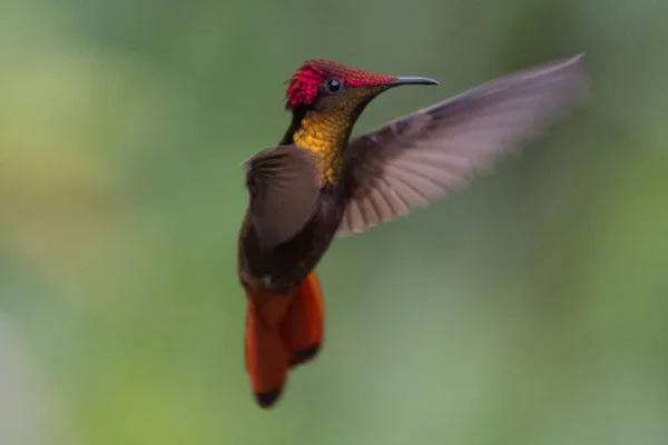 Colibri Trochilidae Exécuteur Pierres Précieuses Volantes — Photo