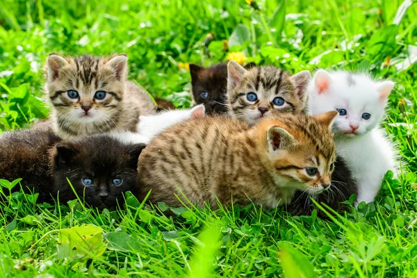 Çimenlikteki Bir Grup Kedi Yavrusu — Stok fotoğraf