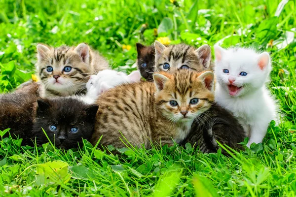 Çimenlikteki Bir Grup Kedi Yavrusu — Stok fotoğraf