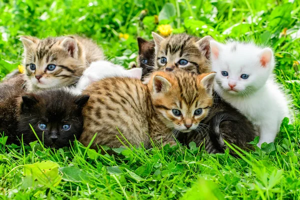 Çimenlikteki Bir Grup Kedi Yavrusu — Stok fotoğraf