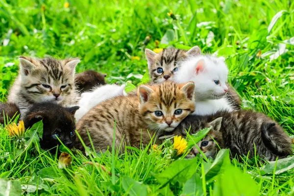 Çimenlikteki Bir Grup Kedi Yavrusu — Stok fotoğraf