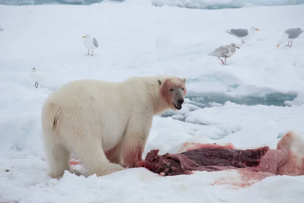 Jegesmedve Ursus Maritimus Spitzbergák — Stock Fotó