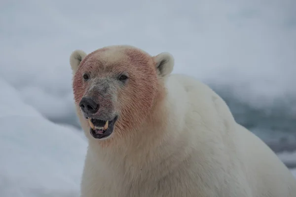 Orso Polare Spitzbergen Ursus Maritimus — Foto Stock
