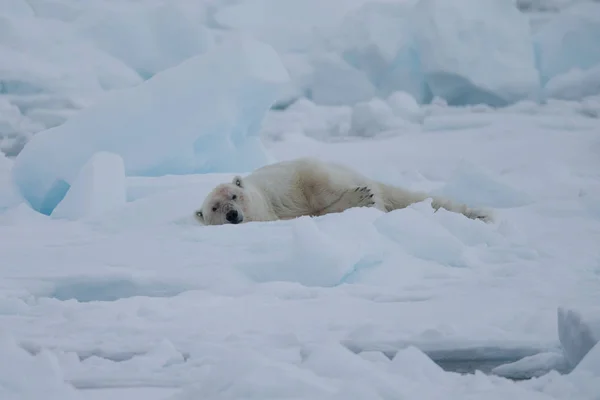 Isbjörn Spitzbergen Ursus Maritimus — Stockfoto