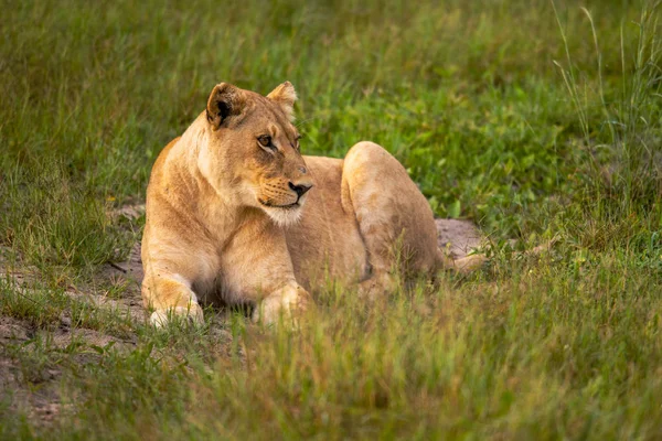 Πανίσχυρη Λιοντάρι Βλέποντας Τις Λέαινες Που Είναι Έτοιμοι Για Κυνήγι — Φωτογραφία Αρχείου