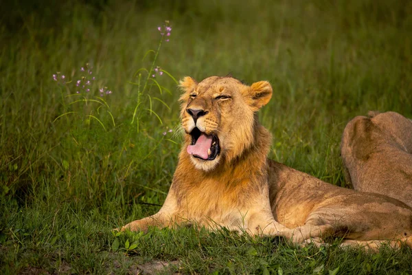 Lion Puissant Observant Les Lionnes Qui Sont Prêtes Pour Chasse — Photo