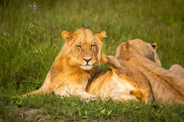 Mäktiga Lejonet Titta Lionesses Som Redo För Jakten Masai Mara — Stockfoto