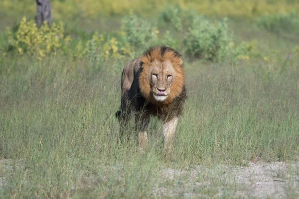 Mighty Lion Наблюдает Львицами Которые Готовы Охоте Масаи Мара Кения — стоковое фото