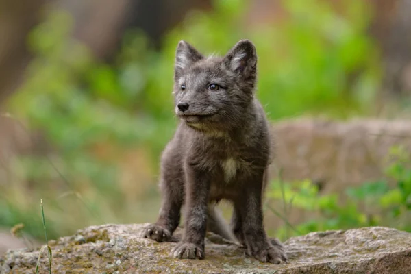 Милий Куб Арктики Лисиця Alopex Lagopus Beringensis Тлі Яскраво Зелена — стокове фото