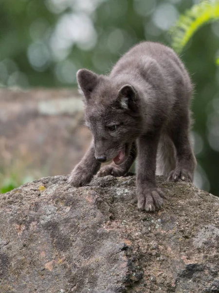 Lindo Cachorro Zorro Ártico Alopex Lagopus Beringensis Sobre Fondo Hierba — Foto de Stock