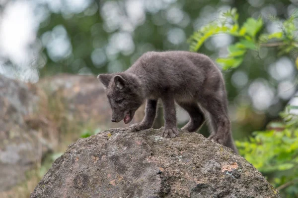 Lindo Cachorro Zorro Ártico Alopex Lagopus Beringensis Sobre Fondo Hierba — Foto de Stock