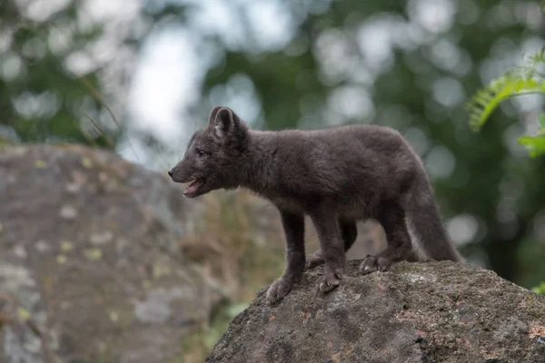 Lindo Cachorro Zorro Ártico Alopex Lagopus Beringensis Sobre Fondo Hierba — Foto de Stock