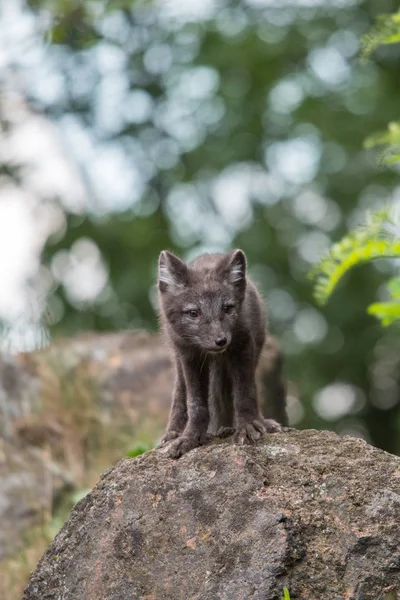 Sød Unge Arktisk Ræv Alopex Lagopus Beringensis Baggrund Lyst Grønt - Stock-foto