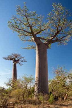 Baobab ağaçları gün batımında Madagaskar 'da Baobab Bulvarı' nda