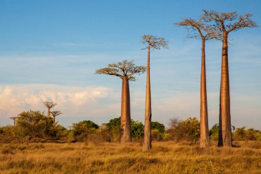 Baobab ağaçları gün batımında Madagaskar 'da Baobab Bulvarı' nda