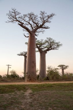 Baobab ağaçları gün batımında Madagaskar 'da Baobab Bulvarı' nda