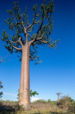 Baobab ağaçları gün batımında Madagaskar 'da Baobab Bulvarı' nda