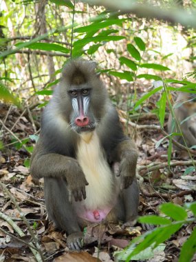 Mandrill'di yakın çekim portre (Mandrillus Sfenks)