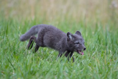 Arka plan serin bir kutup yaz parlak yeşil çim Bering Adası, Komutan Adaları üzerinde bir Kutup tilkisi (Alopex lagopus beringensis) sevimli yavrusu. Seçici odak üstünde tilki eyes.