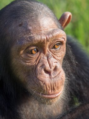Şempanze oluşur iki kaybolmamış türü: ortak şempanze ve bonobo. İnsan, goriller ve orangutanlar ile birlikte onlar aile Hominidae (büyük insansı maymunlar) bir parçasıdır. (Pan troglodytes)
