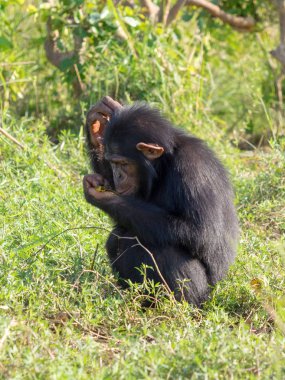 Şempanze oluşur iki kaybolmamış türü: ortak şempanze ve bonobo. İnsan, goriller ve orangutanlar ile birlikte onlar aile Hominidae (büyük insansı maymunlar) bir parçasıdır. (Pan troglodytes)