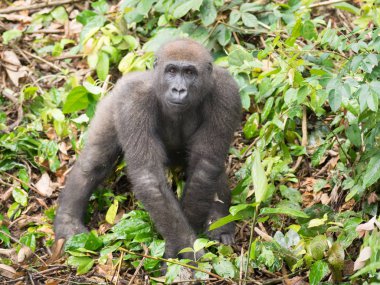 Afrika orman (Gorilla goril güzelliğine Gabon nesli tükenmekte olan Doğu gorilla goril)