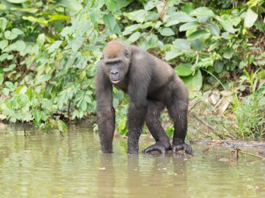 Afrika orman (Gorilla goril güzelliğine Gabon nesli tükenmekte olan Doğu gorilla goril)