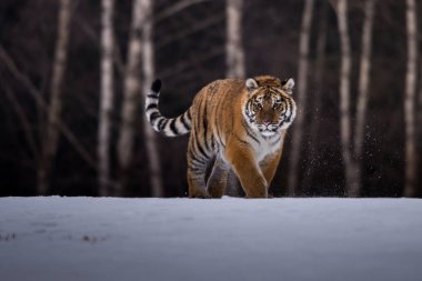 Sibirya kaplanı (Panthera tigris karda)