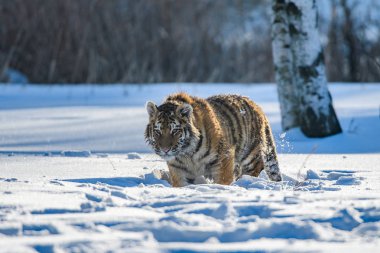 Sibirya kaplanı (Panthera tigris karda)