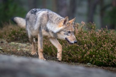 Gri kurt (Canis Lupus) olarak da bilinen kereste kurt agresif bir yüz baskın ifadesi Kanada ormanda yaz aylarında toplam sayı portresi kapatın
