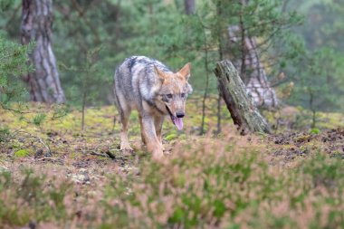 Gri kurt (Canis Lupus) olarak da bilinen kereste kurt agresif bir yüz baskın ifadesi Kanada ormanda yaz aylarında toplam sayı portresi kapatın