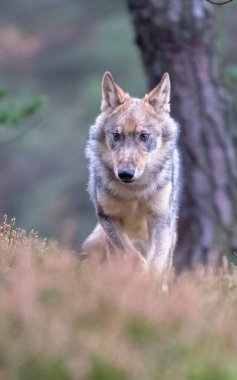 Gri kurt (Canis Lupus) olarak da bilinen kereste kurt agresif bir yüz baskın ifadesi Kanada ormanda yaz aylarında toplam sayı portresi kapatın