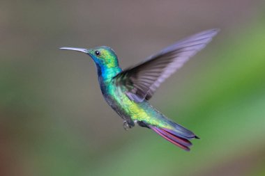 Sinek kuşu (Trochilidae) uçan Ekvador gems