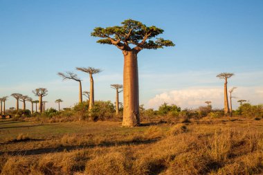Baobab ağaçları gün batımında Madagaskar 'da Baobab Bulvarı' nda