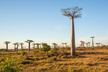 Baobab ağaçları gün batımında Madagaskar 'da Baobab Bulvarı' nda