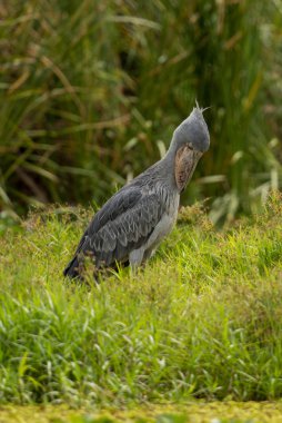 Shoebill , Balaeniceps rex, ayrıca Whalehead olarak bilinen, çok büyük bir leylek benzeri kuş. Adını devasa ayakkabı şekilli faturasından türetilmiştir..