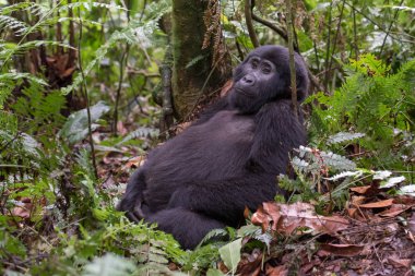 Dağ gorilleri ormanlarında. Uganda. Bwindi aşılmaz ormanı Ulusal Parkı. Mükemmel bir örnek