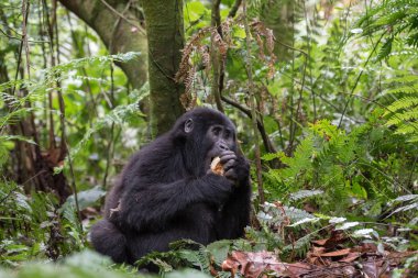 Dağ gorilleri ormanlarında. Uganda. Bwindi aşılmaz ormanı Ulusal Parkı. Mükemmel bir örnek