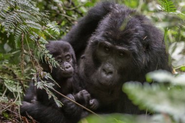 Dağ gorilleri ormanlarında. Uganda. Bwindi aşılmaz ormanı Ulusal Parkı. Mükemmel bir örnek