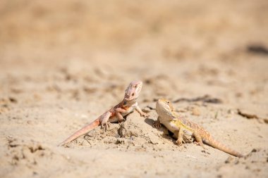 Bir sakallı Ejder (Pogona vitticeps closeup).