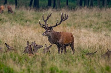 Kızıl geyik geyik (Cervus elaphus)