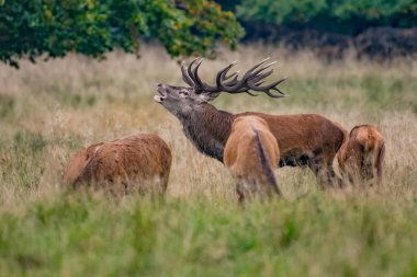 Kızıl geyik geyik (Cervus elaphus)