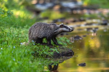 Ormanda porsuk, doğadaki hayvan, Almanya, Avrupa. Vahşi Porsuk, Meles meles, ağaçtaki hayvan. Memeli çevrede, yağmurlu bir gün.