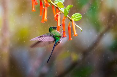 Sinekkuşu (Trochilidae) Uçan taşlar
