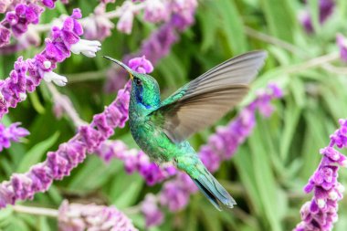 Sinekkuşu (Trochilidae) Uçan taşlar