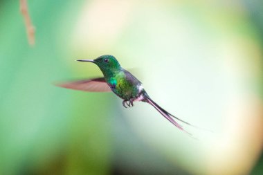 Sinekkuşu (Trochilidae) Uçan taşlar