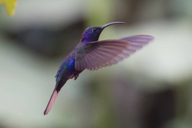Sinekkuşu (Trochilidae) Uçan taşlar