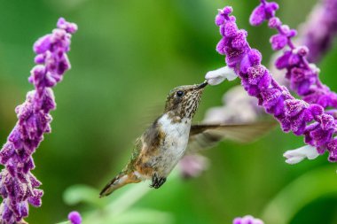Sinekkuşu (Trochilidae) Uçan taşlar