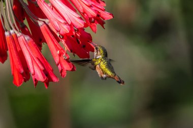 Sinekkuşu (Trochilidae) Uçan taşlar