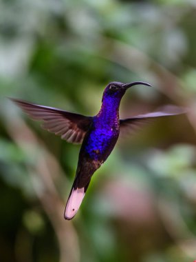 Sinekkuşu (Trochilidae) Uçan taşlar